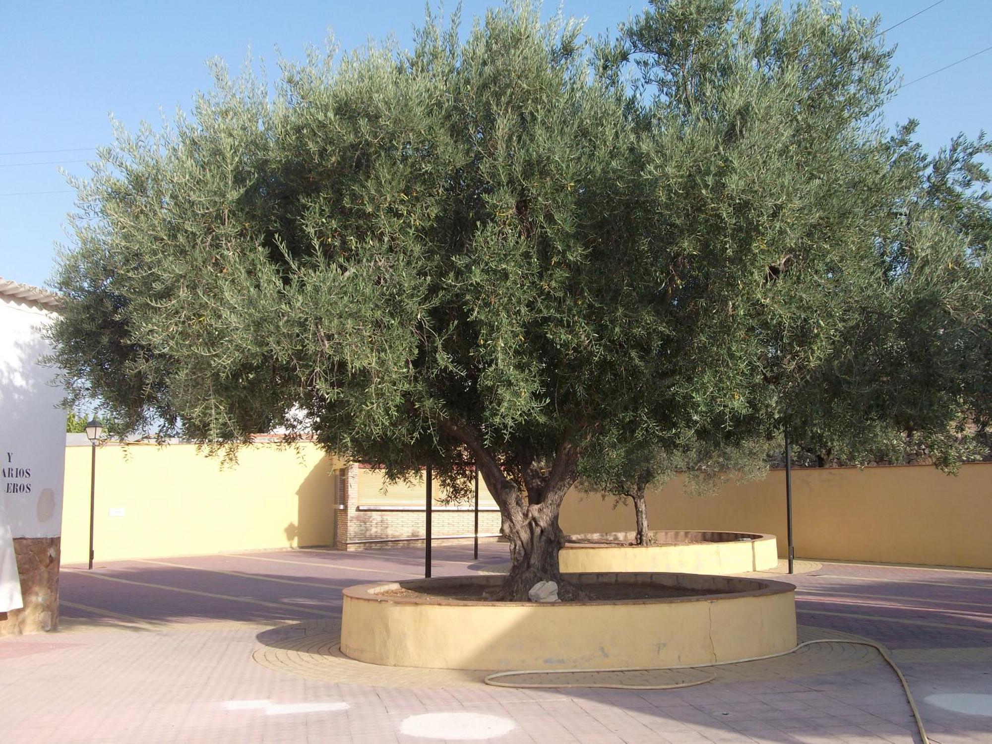 Hotel Meson Del Moro Abarán Exterior photo